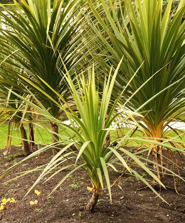 25 BLUE DRACAENA ( Spikes / Broad Leaved Cabbage Tree / Mountain Cabbage ) Cordyline Indivisa Flower Seeds